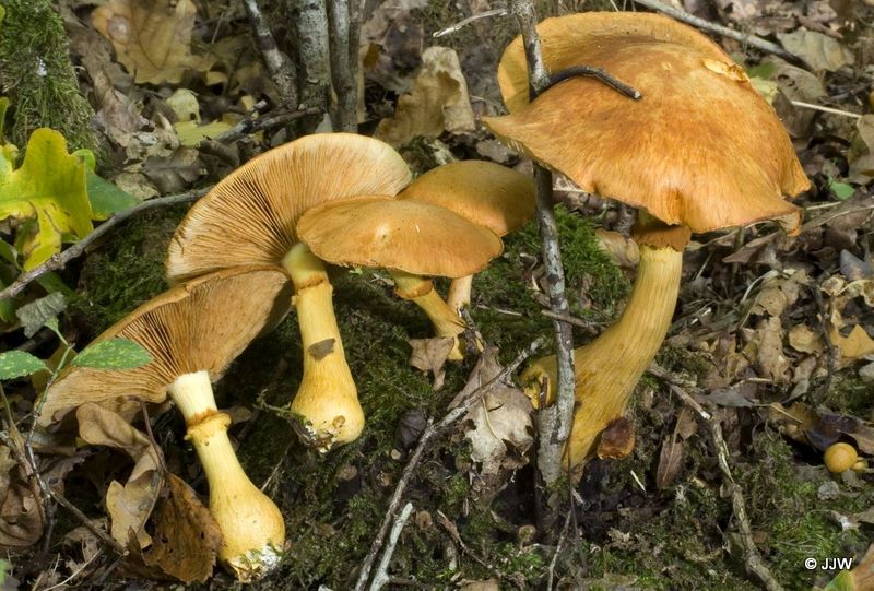 Gymnopilus spectabilis